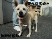 雑種正面写真