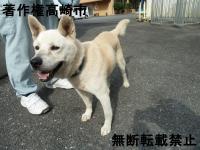 雑種横写真