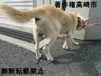 雑種後ろ写真