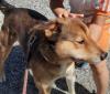 雑種茶黒犬全体写真