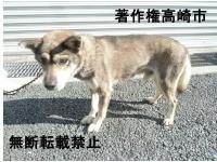 灰色雑種犬全体写真