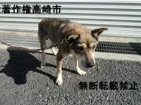 灰色雑種犬正面写真