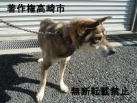 灰色雑種犬横向き写真
