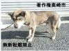 灰色雑種犬全体写真