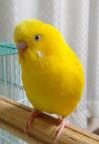 黄色インコ全体写真