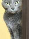 灰色猫正面写真