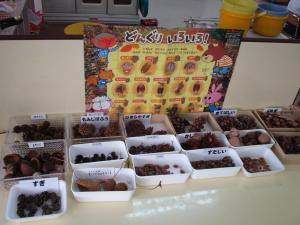 様々な木の実