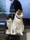 白黒八割れ猫全体写真