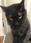 黒猫正面