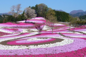 みさと芝桜まつりの画像